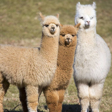 Is alpaca wool good for socks?